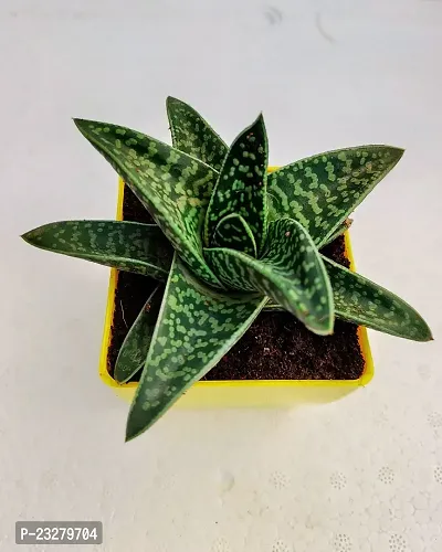 Phulwa Gonialoe variegata Plant  with yellow Pot-Home Decor -Best Gift-Diwali Gift-Happy Gift-thumb2