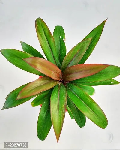 Phulwa Dracaena ruby plant with Red Diamond  Pot-Home Decor -Best Gift-Diwali Gift-thumb2