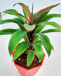 Phulwa Dracaena ruby plant with Red Diamond  Pot-Home Decor -Best Gift-Diwali Gift-thumb2