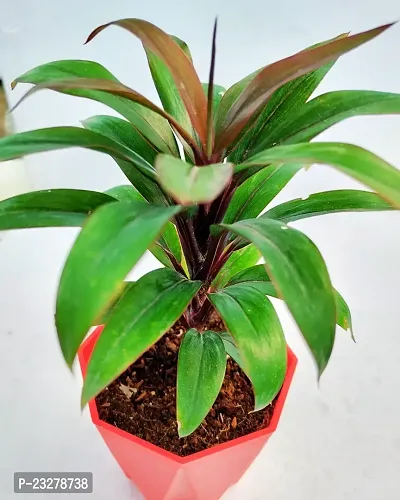 Phulwa Dracaena ruby plant with Red Diamond  Pot-Home Decor -Best Gift-Diwali Gift-thumb3