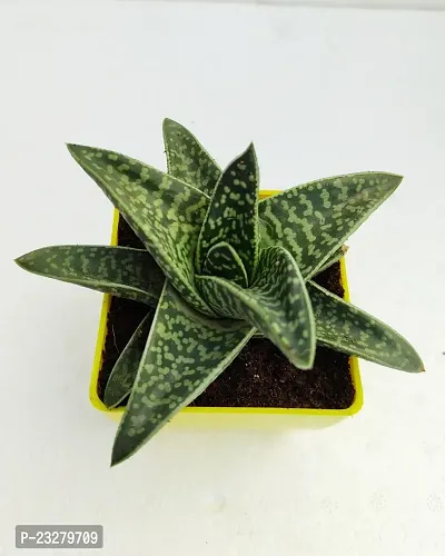 Phulwa Gonialoe variegata Plant with Radium Ganpati Bappa with yellow Pot-Home Decor -Best Gift-Diwali Gift-Happy Gift- Green Gift-thumb3