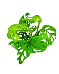 Phulwa Monstera Plant with Glass Pot -Home Decor -Best Gift-Diwali Gift-Good Luck gift-thumb1