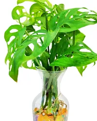 Phulwa Monstera Plant with Glass Pot -Home Decor -Best Gift-Diwali Gift-Good Luck gift-thumb2