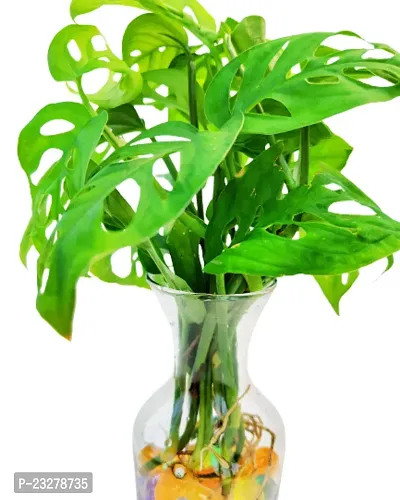 Phulwa Monstera Plant with Glass Pot -Home Decor -Best Gift-Diwali Gift-Good Luck gift-thumb3