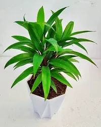 Phulwa Dracaena ruby plant with White Diamond  Pot-Home Decor -Best Gift-Diwali Gift-thumb1