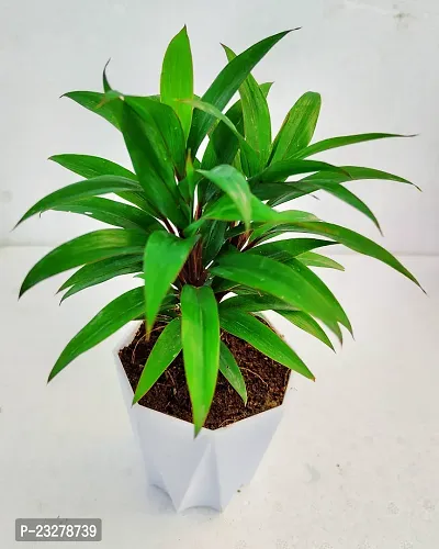 Phulwa Dracaena ruby plant with White Diamond  Pot-Home Decor -Best Gift-Diwali Gift-thumb2