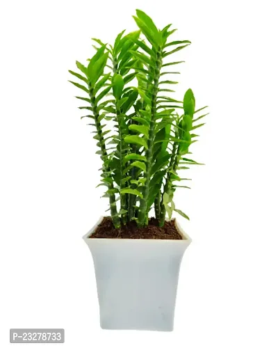 Phulwa Pedilanthus Green Plant With White Ruby Pot -Home Decor -Best Gift-Diwali Gift-thumb2