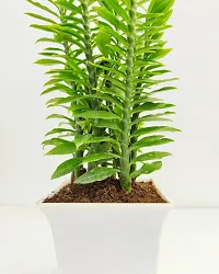 Phulwa Pedilanthus Green Plant With White Ruby Pot -Home Decor -Best Gift-Diwali Gift-thumb2