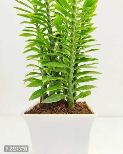 Phulwa Pedilanthus Green Plant With White Ruby Pot -Home Decor -Best Gift-Diwali Gift-thumb3