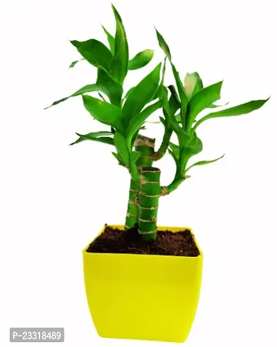 Phulwa Lotus Bamboo Plant - with Yellow Pot-Home Decor -Best Gift-Diwali Gift