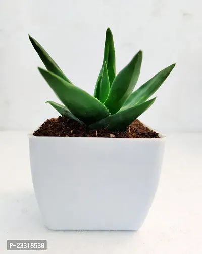 Phulwa Aloe Vera Plant with White Pot -Home Decor -Best Gift-Diwali Gift