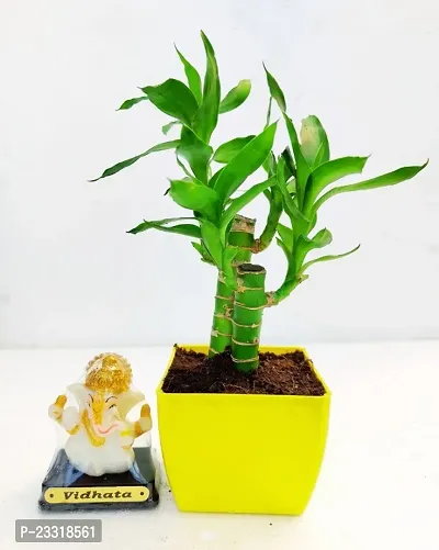 Phulwa Lotus Bamboo Plant with Radium Ganpati Bappa Beautiful  - with Yellow Pot-Home Decor -Best Gift-Diwali Gift