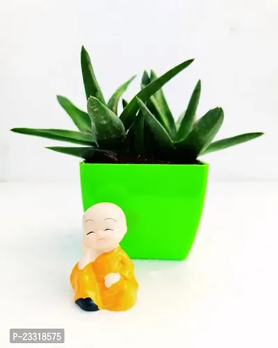 Phulwa Gonialoe variegata Plant with Little Baby Monk Buddha with GreenPot-Home Decor -Best Gift-Diwali Gift