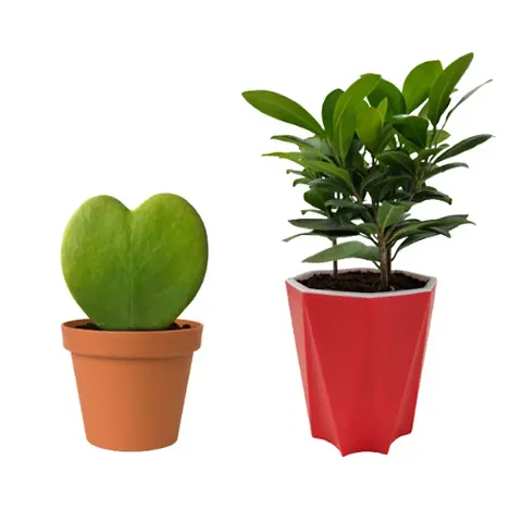 Best Selling Plant & Planters 