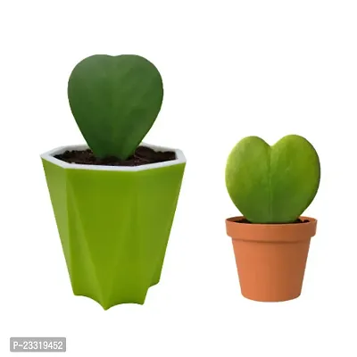 Phulwa Combo Set of 2 Hoya Heart Plant with Green Diamond with Basic Pot- Best Love Gift-Best Valentine Gift-Love with Health-thumb0