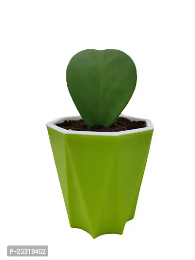 Phulwa Combo Set of 2 Hoya Heart Plant with Green Diamond with Basic Pot- Best Love Gift-Best Valentine Gift-Love with Health-thumb2