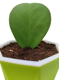 Phulwa Combo Set of 2 Hoya Heart Plant with Green Diamond with Basic Pot- Best Love Gift-Best Valentine Gift-Love with Health-thumb3