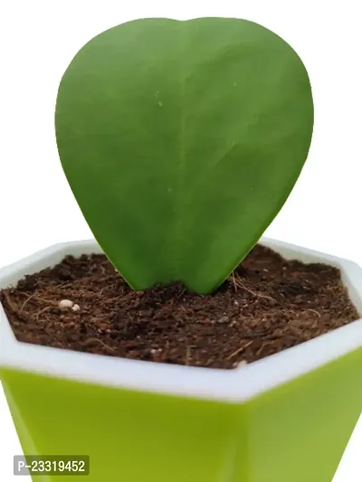 Phulwa Combo Set of 2 Hoya Heart Plant with Green Diamond with Basic Pot- Best Love Gift-Best Valentine Gift-Love with Health-thumb4