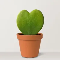 Phulwa Combo Set of 2 Hoya Heart Plant with Green Diamond with Basic Pot- Best Love Gift-Best Valentine Gift-Love with Health-thumb2