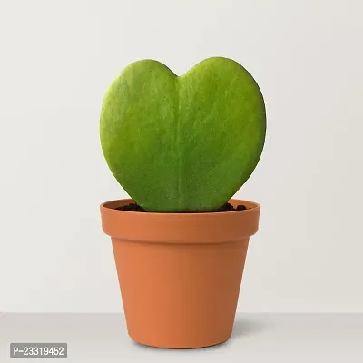 Phulwa Combo Set of 2 Hoya Heart Plant with Green Diamond with Basic Pot- Best Love Gift-Best Valentine Gift-Love with Health-thumb3