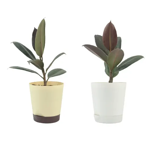 New Arrival Plant & Planters 