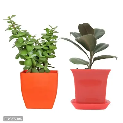Phulwa combo set of 2 Plants- Rubber Plant and Jade Plant with Red Ruby Pot and Orange Square Pot | NASA Approved Plant | Air-Purified Plants| Green Gift| Best Plant for Office Desk| Home Decor
