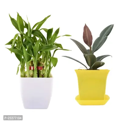 Phulwa Combo set of 2 Plants- Rubber Plant and  2 Layer Lucky bamboo Plant  with White and Yellow Pot-Best Indoor Plant-Air-purified Plant Best Gift for Good Health-thumb0