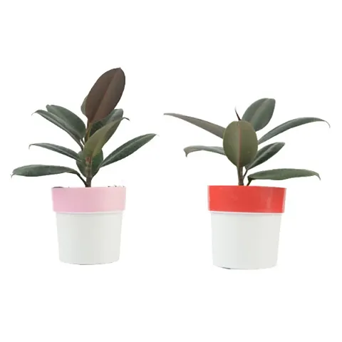 New Arrival Plant & Planters 