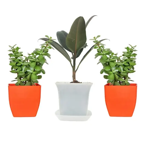 New Arrival Plant & Planters 