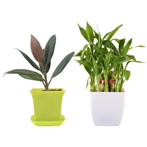 Limited Stock!! Plant & Planters 