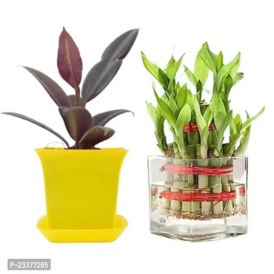 Phulwa Combo set of 2 Plants -Rubber Plant and 2 Layer Lucky Bamboo with Yellow Ruby Pot and Glass Square Pot | NASA Approved Plant | Air-Purified Plants| Green Gift| Best Plant  for Office Desk