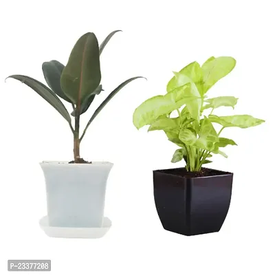 Phulwa Combo set of 2 plant- Rubber Plant and Syngonium Plant with White Ruby Pot with Black Square Pot | NASA Approved Plant | Air-Purified Plants| Green Gift| Best Plant for Office Desk| Home Decor