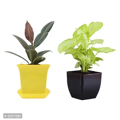 Phulwa Combo Set of 2 Plant-Rubber Plant and Syngonium pixie with Yellow  and Black Pot-Air-purified Plant- Best Gift forever-
