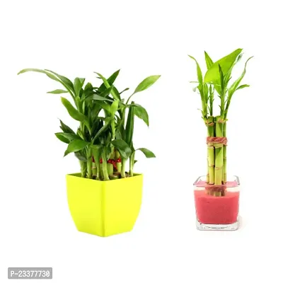 combo Of 2 Plants | Two layer Lucky Bamboo Plant with Lucky Bamboo 6 Stalk Arrangement Plant