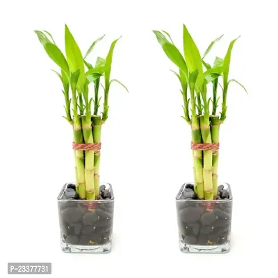 combo Of 2 Plants | Lucky Bamboo 6 Stalk Arrangement Plant