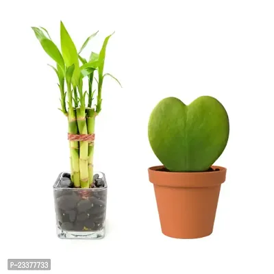 combo Of 2 Plants | Lucky Bamboo 6 Stalk Arrangement Plant with hoya heart plant