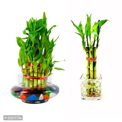 combo Of 2 Plants | Three layer Lucky Bamboo Plant with Lucky Bamboo 6 Stalk Arrangement Plant
