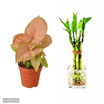 combo Of 2 Plants | Lucky Bamboo 6 Stalk Arrangement Plant with Syngonium plant