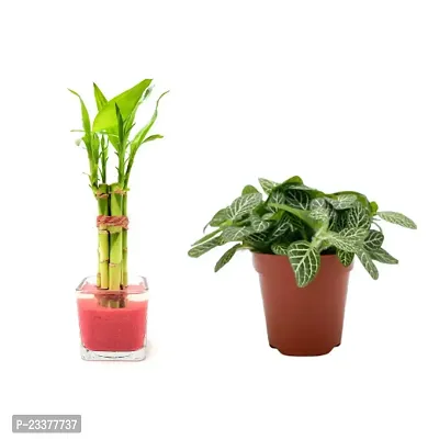 combo Of 2 Plants | Lucky Bamboo 6 Stalk Arrangement Plant with fittonia plant