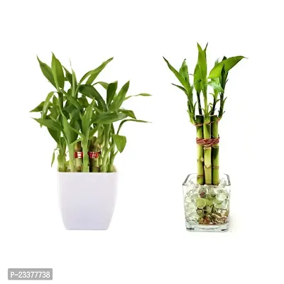 combo Of 2 Plants | Lucky Bamboo 6 Stalk Arrangement Plant with 2 layer Lucky bamboo plant