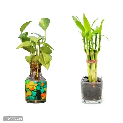 combo Of 2 Plants | Lucky Bamboo 6 Stalk Arrangement Plant with Green Money Plant