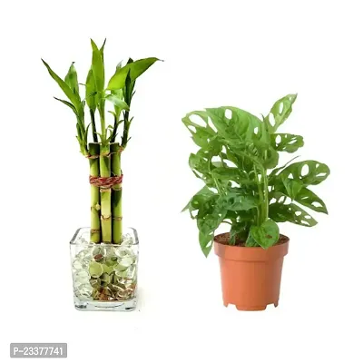 combo Of 2 Plants | Lucky Bamboo 6 Stalk Arrangement Plant with monstera plant