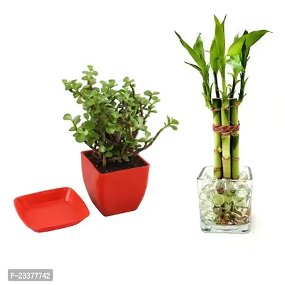 combo Of 2 Plants | Lucky Bamboo 6 Stalk Arrangement Plant with Jade Plant