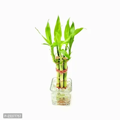 Lucky Bamboo 6 Stalk Arrangement Plant-thumb0