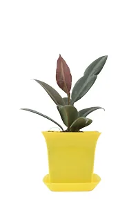 Phulwa Combo Set of 2 Plant-Rubber Plant and Syngonium pixie with Yellow  and Black Pot-Air-purified Plant- Best Gift forever--thumb1