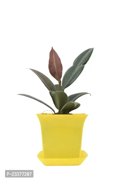 Phulwa Combo Set of 2 Plant-Rubber Plant and Syngonium pixie with Yellow  and Black Pot-Air-purified Plant- Best Gift forever--thumb2