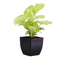 Phulwa Combo Set of 2 Plant-Rubber Plant and Syngonium pixie with Yellow  and Black Pot-Air-purified Plant- Best Gift forever--thumb2