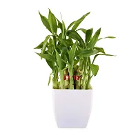 Phulwa Combo set of 2 Plants- Rubber Plant and  2 Layer Lucky bamboo Plant  with White and Yellow Pot-Best Indoor Plant-Air-purified Plant Best Gift for Good Health-thumb3