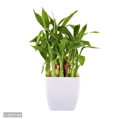 Phulwa Combo set of 2 Plants- Rubber Plant and  2 Layer Lucky bamboo Plant  with White and Yellow Pot-Best Indoor Plant-Air-purified Plant Best Gift for Good Health-thumb4