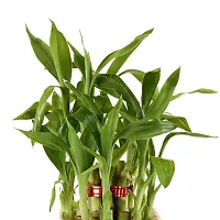 Phulwa Combo set of 2 Plants- Rubber Plant and  2 Layer Lucky bamboo Plant  with White and Yellow Pot-Best Indoor Plant-Air-purified Plant Best Gift for Good Health-thumb1